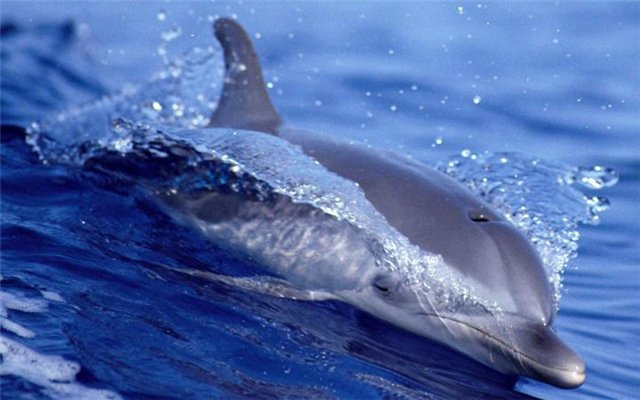 Морские мотивы ушедшего лета и куклы "Maru and friends" (фото 3)