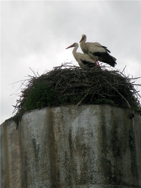 46-ой Пушкинский праздник поэзии в Берново. Часть вторая
