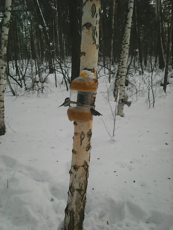 Интересное наблюдение за птицами у кормушки