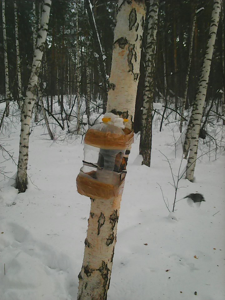 Интересное наблюдение за птицами у кормушки