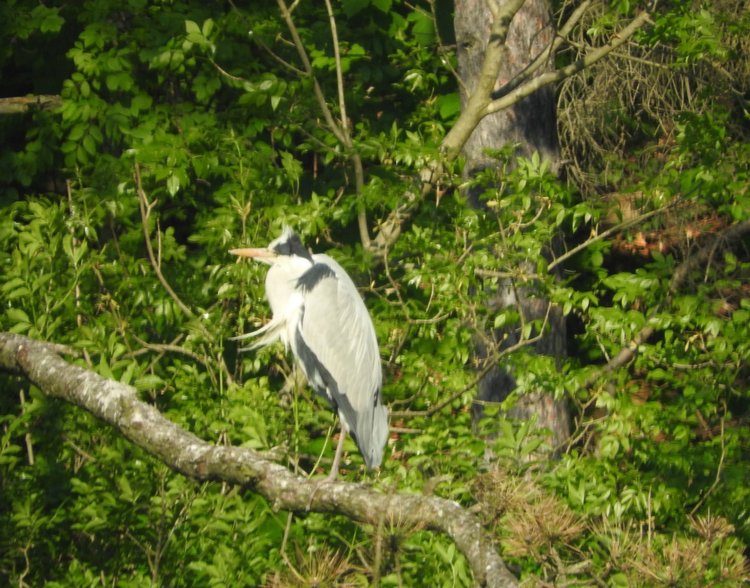 Любителям птиц. Серая цапля Словении