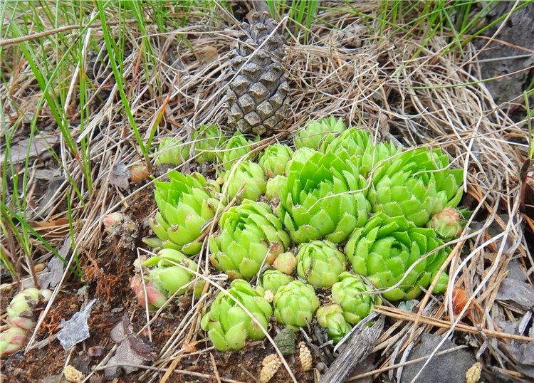 Китти и Гретхен на Орше — Куклы Gabriele Muller (Габриэле Мюллер): немецкий фарфор