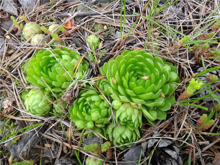 Китти и Гретхен на Орше — Куклы Gabriele Muller (Габриэле Мюллер): немецкий фарфор