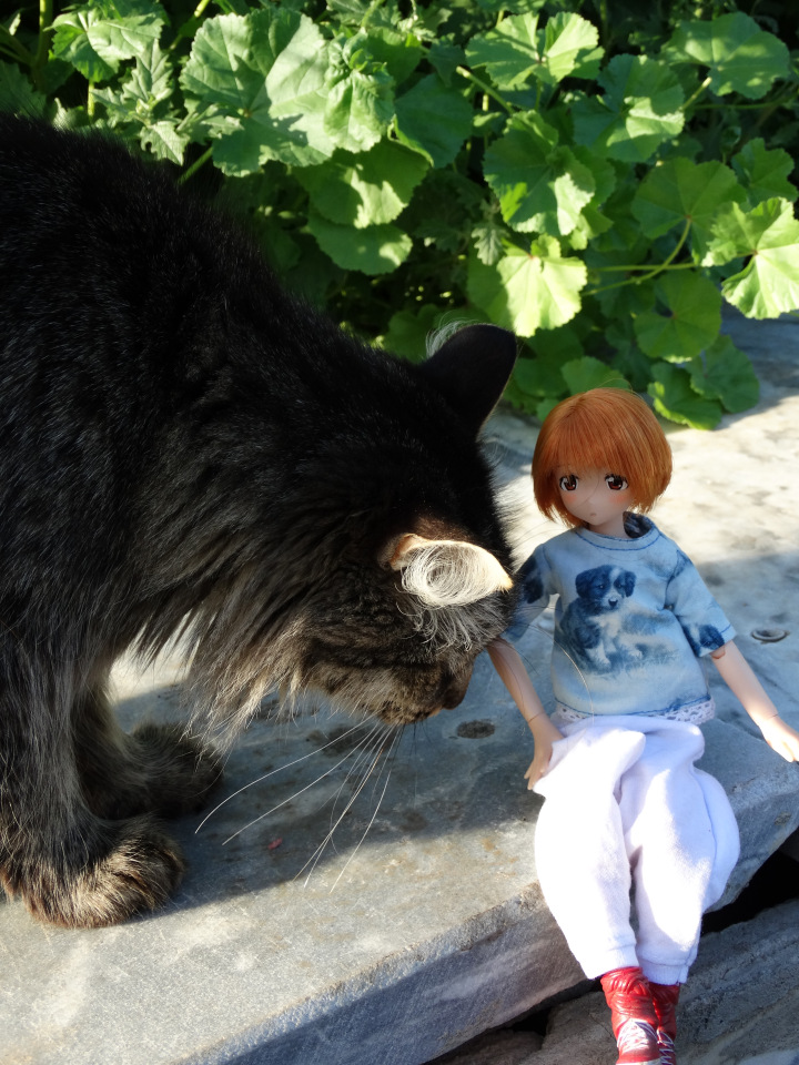 Путешествие с Азоночками Azone doll
