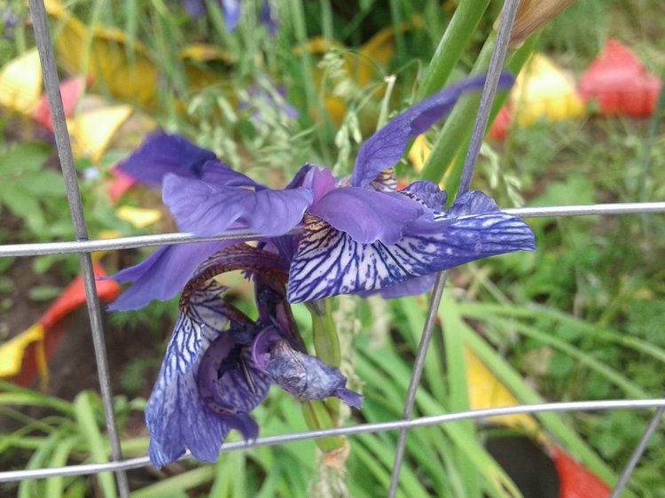 Псков: из лета в лето. Прогулки по городу и куклы