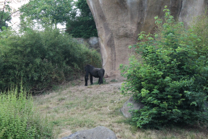 По Германии: зоопарк Лейпцига, часть 3 (фото 7)