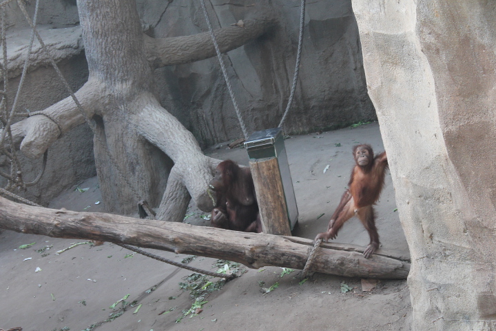 По Германии: зоопарк Лейпцига, часть 1