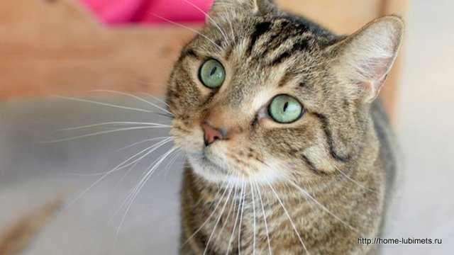 Мне вслед глядит душа кошачья... 4 октября - день памяти святого Франциска и Международный день животных