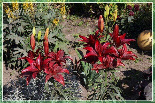 Цветочный рай, или новый наряд Ульяны (Pipa 2003 года, Gotz) | Бэйбики Цветочный рай, или новый наряд Ульяны (Pipa 2003 года, Gotz) (фото 7)