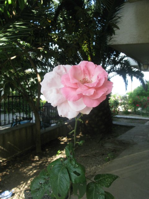 Кусочки моей Греции — Болталка и разговоры обо всем: жизнь