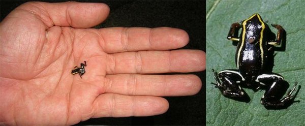 Самые маленькие — Интересное и необычное: фотоподборки (фото 5)