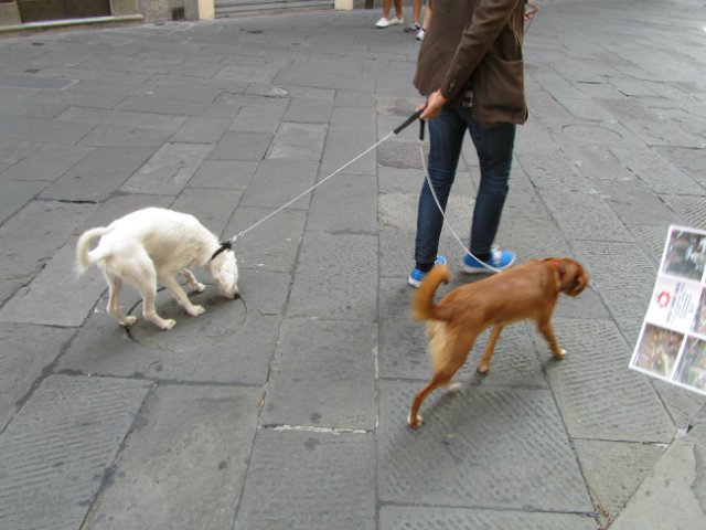 "Моя Италия". Часть 3 - Виареджо, Лукка, Пиза