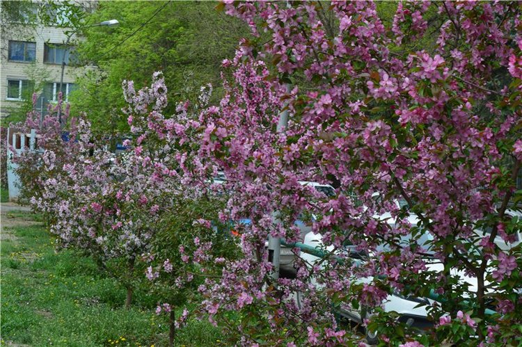 Цветение вишни — Одежда и обувь для кукол своими руками: фото (фото 5)