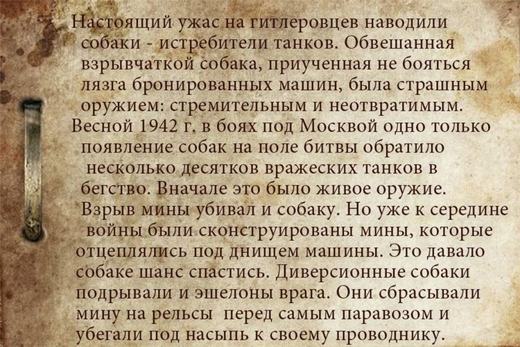 Собаки-бойцы, герои Великой Отечественной войны (фото 4)