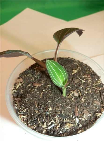 Мама любит куколок и цветочки | Бэйбики Мама любит куколок и цветочки