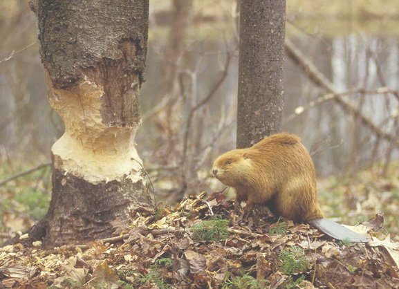 Небольшой поход Вихтелят на Ирдынские болота