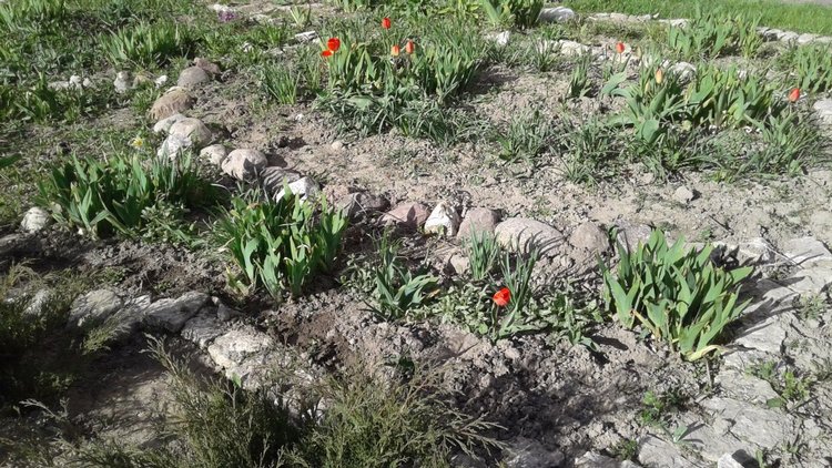 Природа Пскова: из весны в лето (фото 3)