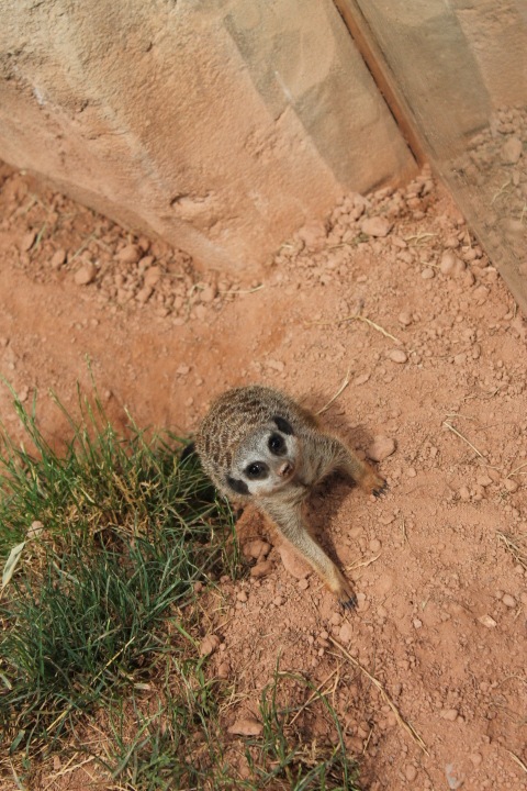 По Германии: зоопарк Лейпцига, часть 3