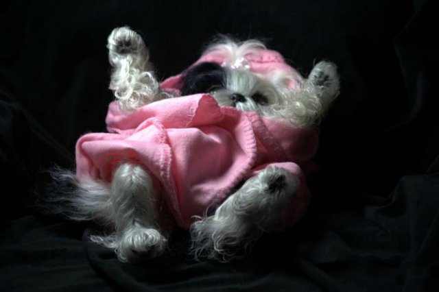 Маленький Ши-цу из молда "Принцесса"(мопс).Работа американского мастера (фото 2)