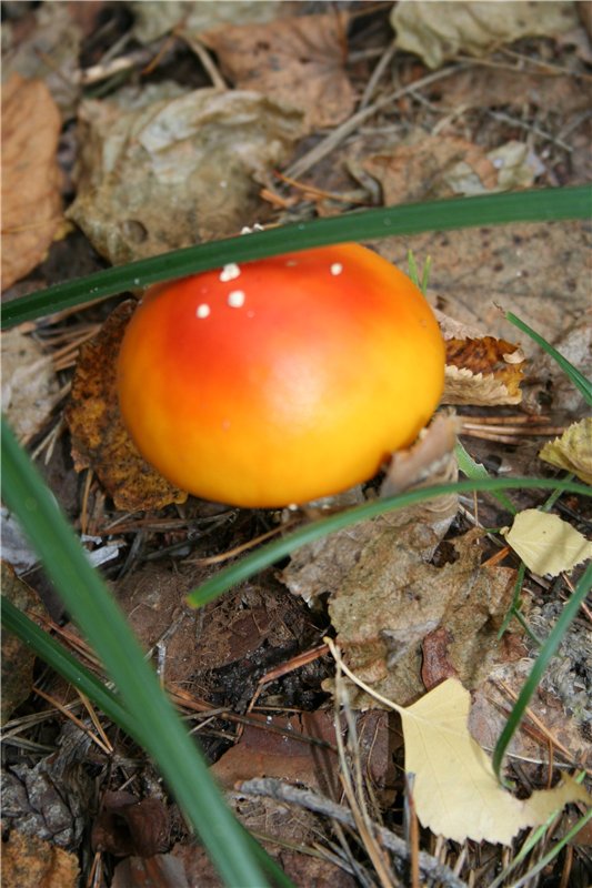 "Осени краски"... Платье для куклы (фото 6)