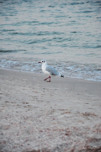 А...МОРЭ...МОРЭ...!!! Littlefee Bisou (Герда) на отдыхе (фото 6)