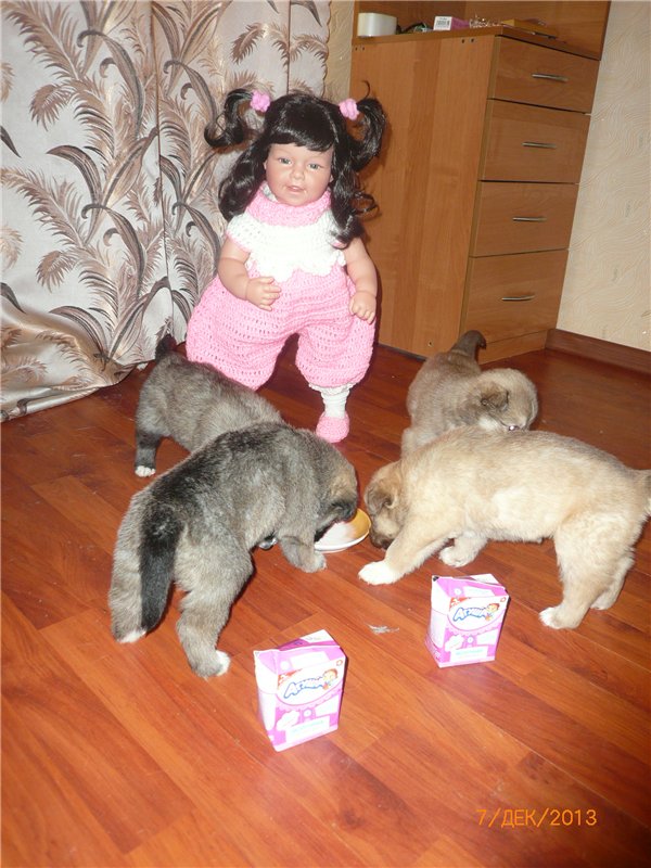Куклы и собаки. Радость в нашем доме