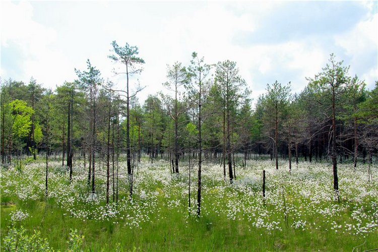 Кашин - город русского сердца. Часть первая. Кашинский краеведческий музей (фото 8)