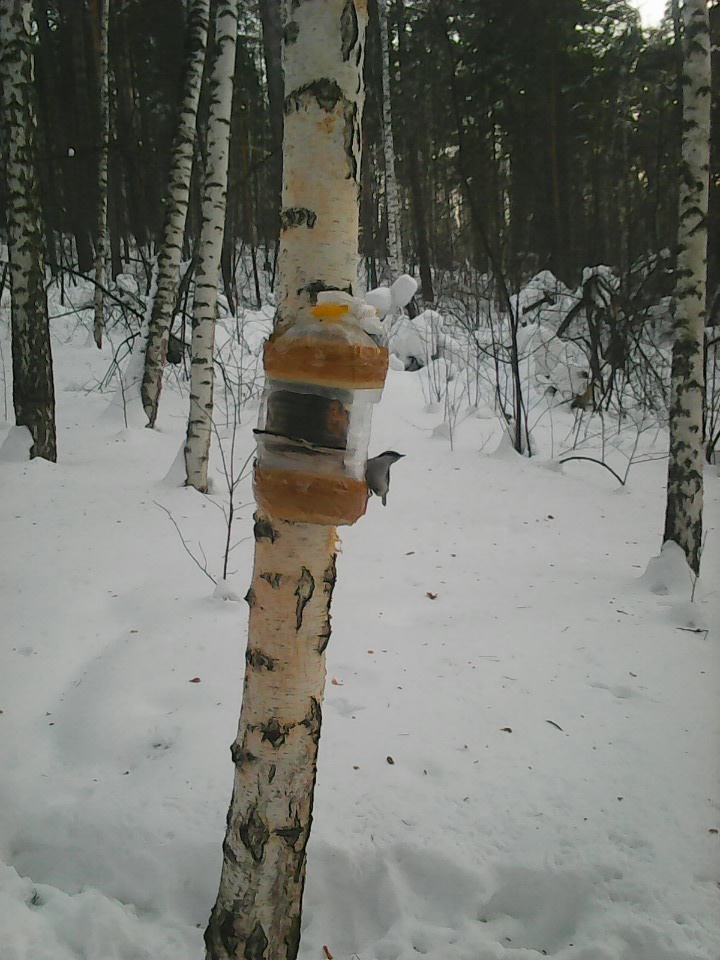 Интересное наблюдение за птицами у кормушки