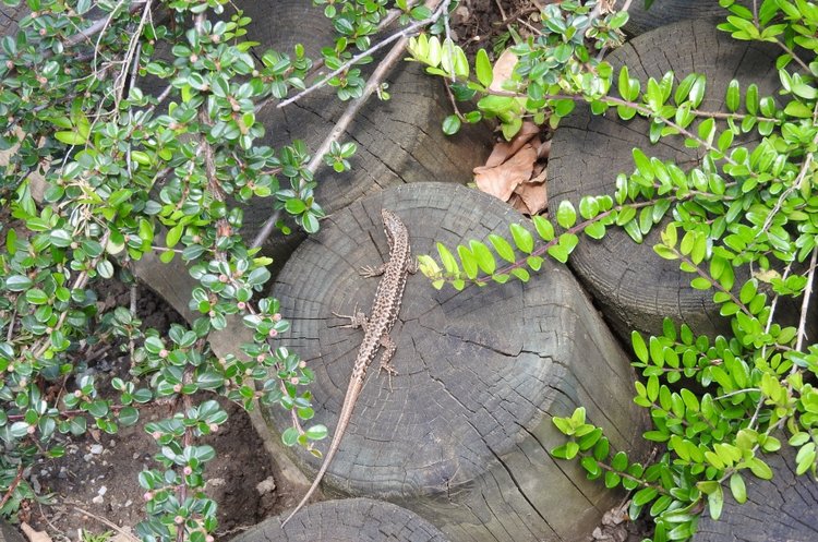 Словения, Светланка и маленький «герой» в одном ботинке