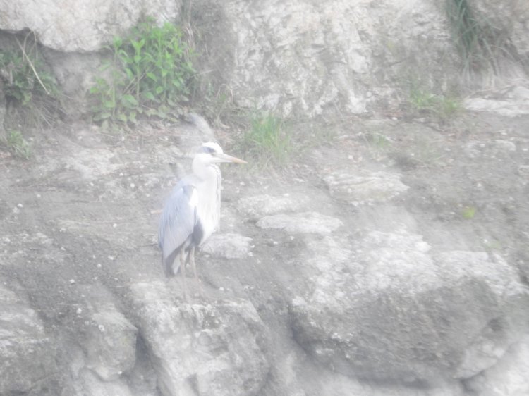 Любителям птиц. Серая цапля Словении