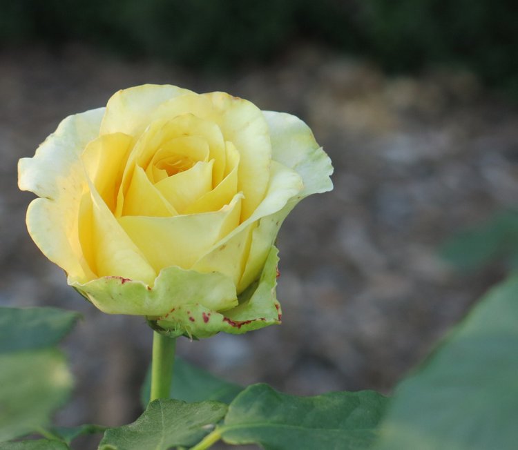 Субботняя прогулка — Болталка и разговоры обо всем: жизнь