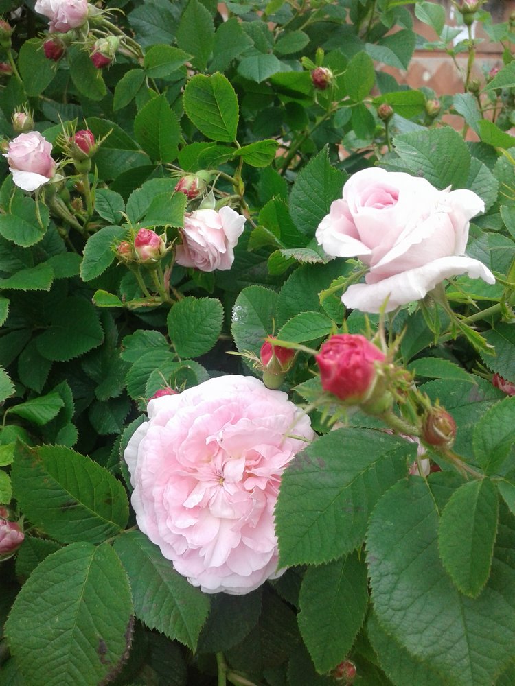 Псков: из лета в лето. Прогулки по городу и куклы