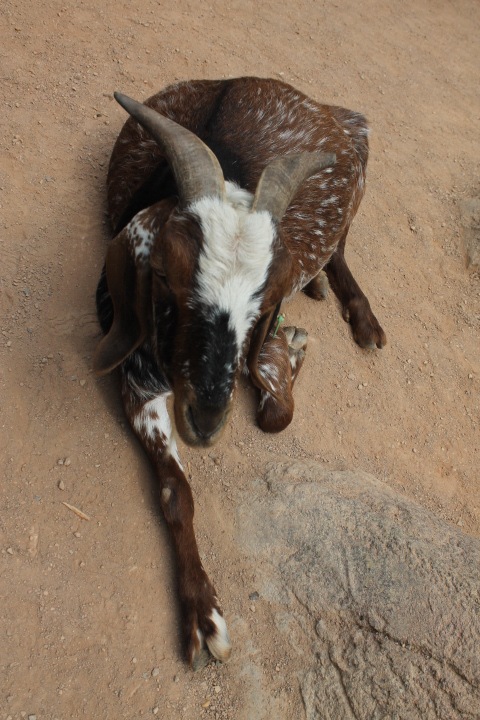 По Германии: зоопарк Лейпцига, часть 3