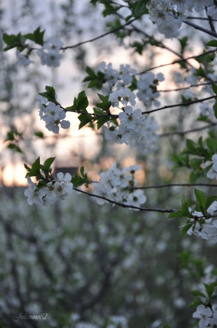 "Первый майский день..." Оливия от Helen KISH