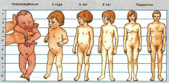 Немножко анатомии. Лепка и роспись кукол-детей