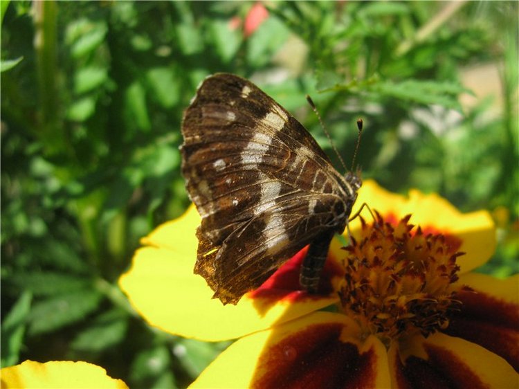 Моя маленькая озорница. Кукла Мариты Винтерс (Marita Winters) | Бэйбики Моя маленькая озорница. Кукла Мариты Винтерс (Marita Winters)