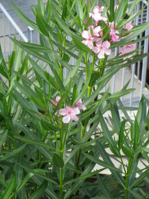 "Моя Италия". Часть 1 - Генуя