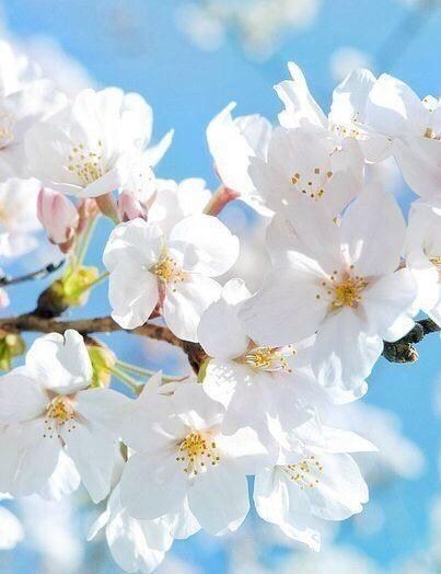 Весенняя девушка от Натальи Лосевой (фото 3)