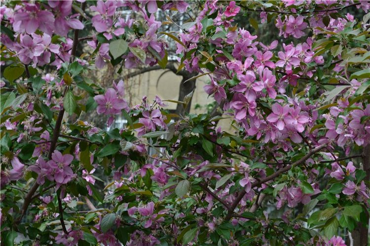 Цветение вишни — Одежда и обувь для кукол своими руками: фото (фото 3)