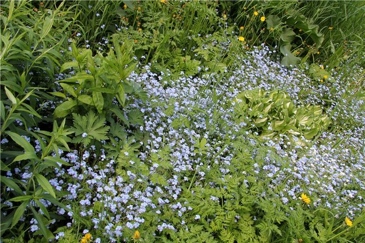 Что такое отпуск? Это - Незабудковое Лето. Minouche от Sylvia Natterer