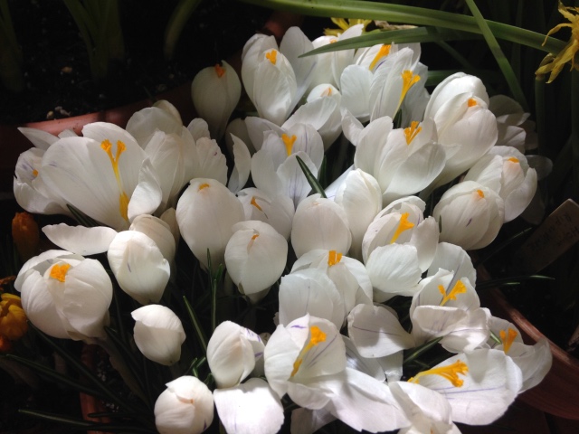 Поздравление с 8 Марта или "Репетиция весны в аптекарском огороде" (фото 6)