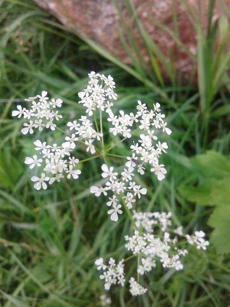 Псков: из лета в лето. Прогулки по городу и куклы