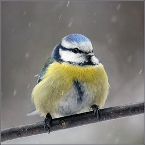 Воплощение нежности. Мерле (Merle) от Sissel Skille