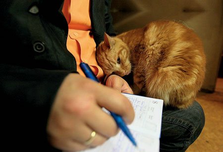 «Мяу» особого назначения или Весенняя кошкотерапия