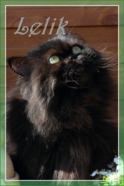 Цветочный рай, или новый наряд Ульяны (Pipa 2003 года, Gotz)