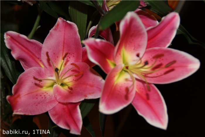 Лилии и Яни от Kaye Wiggs (фото 3)