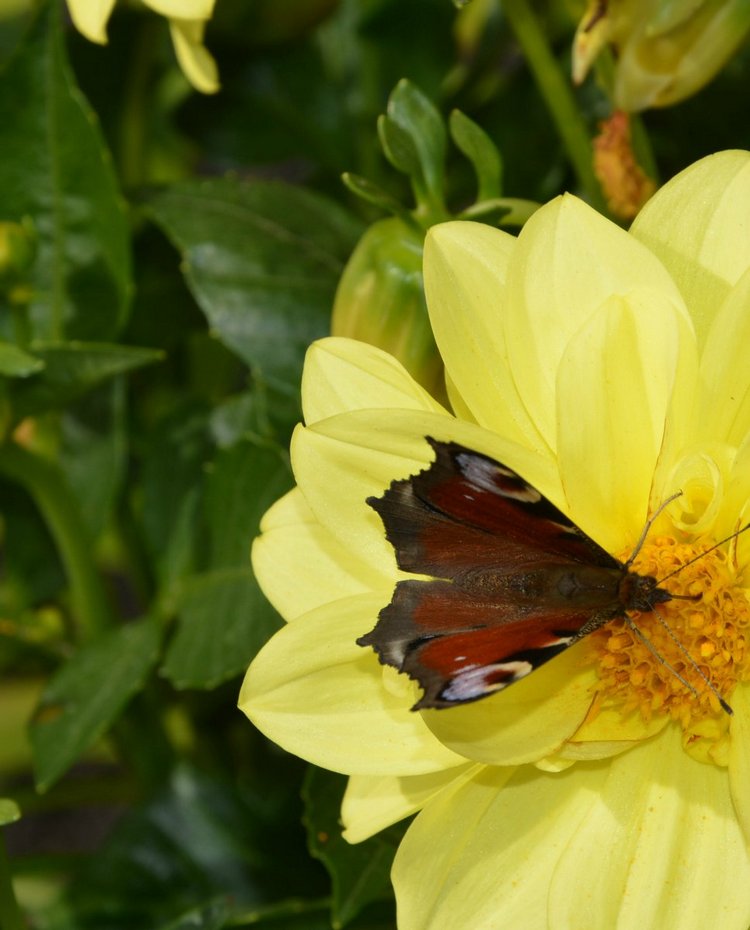 Охота на бабочек — Болталка и разговоры обо всем: жизнь