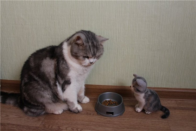 Котик Дени. Авторская игрушка Анны Ястрежембовской