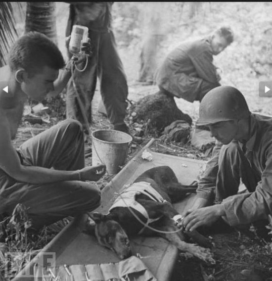 Неизвестная война. Собаки Победы (фото 2)