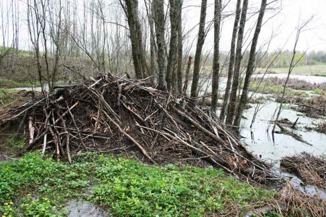 Небольшой поход Вихтелят на Ирдынские болота